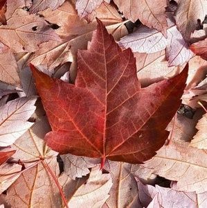 Meet your Posher, Aurelian